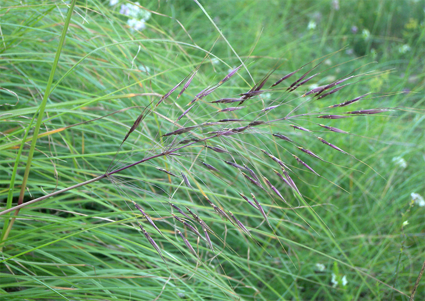 Gold-beard grass, Kilgi-puuritshein